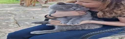 British Shorthair cats for sale: From GCCF Pedigree Parents, gorgeous BSH Kittens  in Bromley - Advert 14