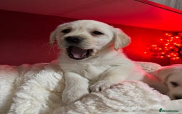 Labrador Retriever dogs for sale: KC, Champion Pedigree ,Extensively Health Tested - Image 13
