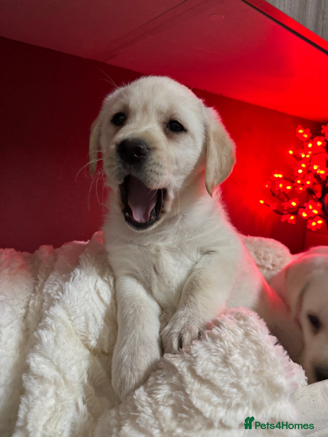 Labrador Retriever dogs for sale: KC, Champion Pedigree ,Extensively Health Tested - Image 13