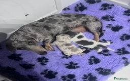 Miniature Dachshund dogs for sale: Miniature Dachshund male puppies  - Image 1