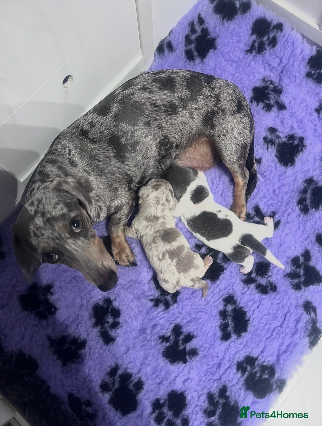 Miniature Dachshund dogs for sale: Miniature Dachshund male puppies  - Image 1