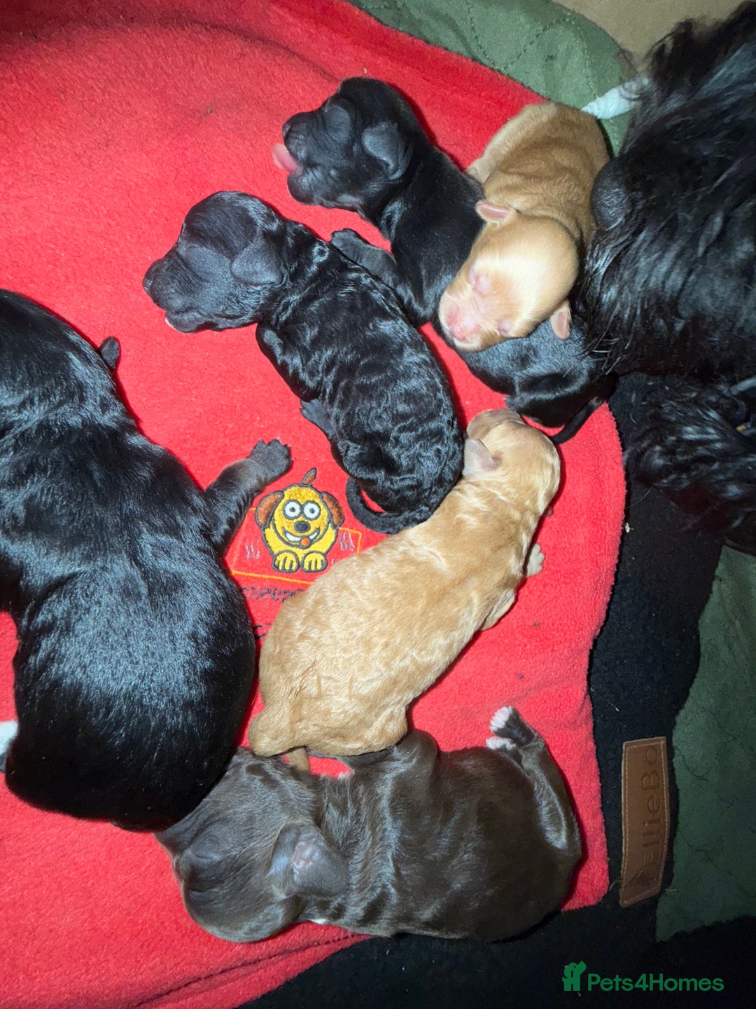 Mixed Breed dogs for sale: Australian Labradoodle Pups. READY 30th October  - Image 12