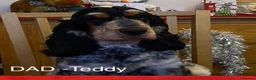 Cocker Spaniel dogs for sale: Cocker Spaniel Show Type - Advert 16