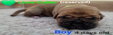 Lime Collar reserved