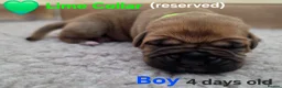 Mixed Breed dogs for sale: Stunning Dogue de Bordeaux / Mastiff puppies - Advert 15