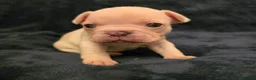 French Bulldog dogs for sale: Chunky Frenchie Puppies  - Advert 10