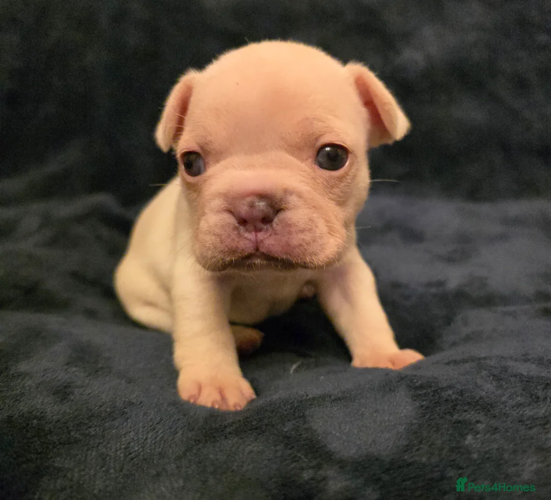 French Bulldog dogs for sale: Chunky Frenchie Puppies  - Advert 10