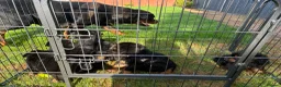 Rottweiler dogs for sale: 🏆🐾 5STAR BREEDERS🐾🏆KC REG girl and boys 💖💙 - Advert 8