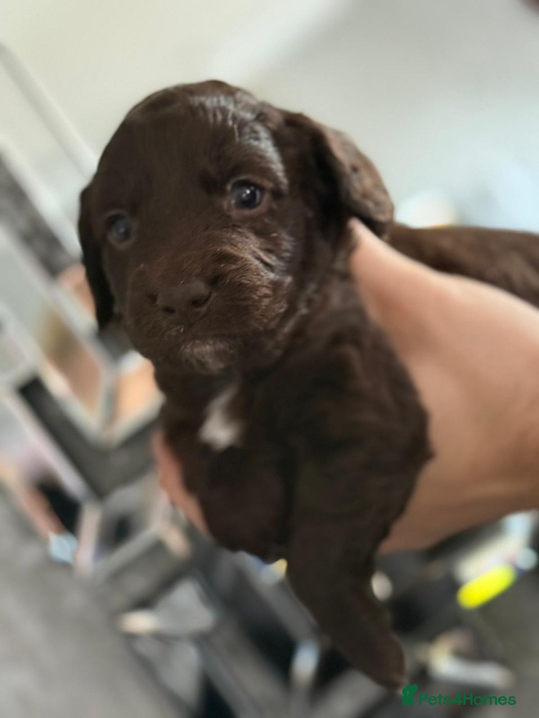 Cockapoo dogs for sale: Cockapoo puppies  - Image 12