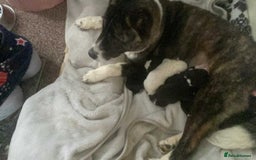 Akita dogs for sale: Chunky American Akita puppies - Image 1