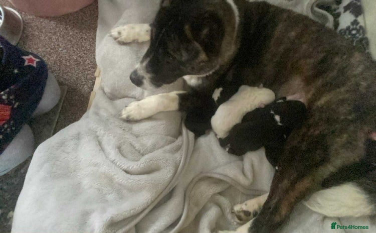 Akita dogs - Advert 3