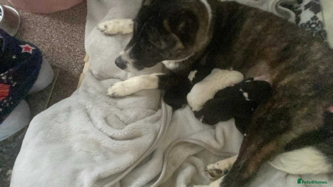 Akita dogs for sale: Chunky American Akita puppies - Image 1