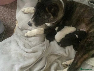 Akita dogs for sale - Advert 1