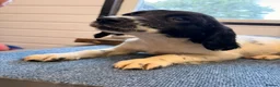 English Springer Spaniel dogs for sale: English Springer Spanel (KC Reg, Vet tail dock)  - Advert 6