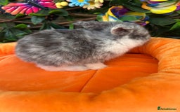 Mini Lop rabbits for sale: Pure Breed Mini lops  - Image 13