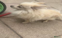 Pomeranian dogs for sale: Pearly  - Image 4