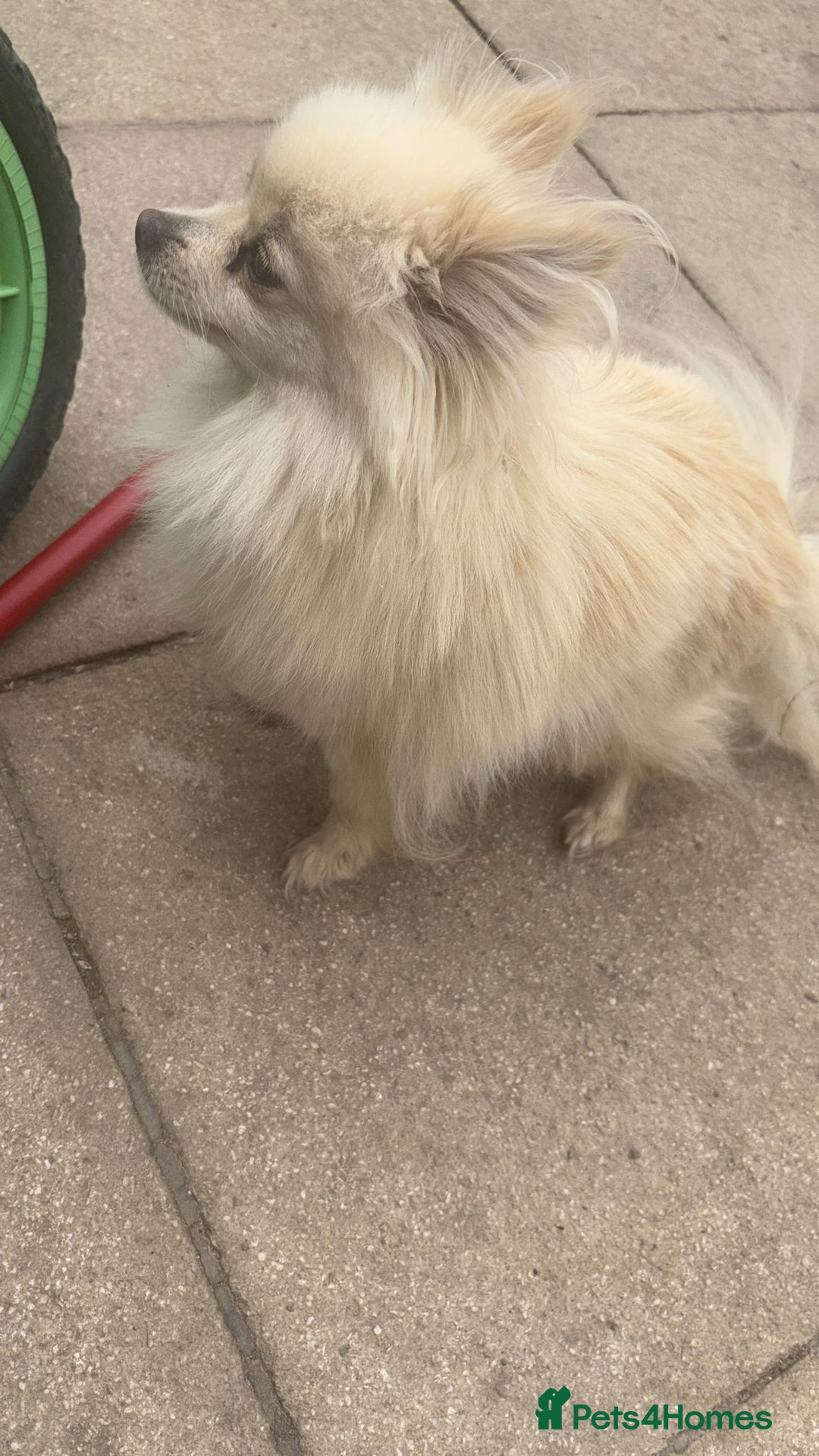 Pomeranian dogs for sale: Pearly  - Image 4