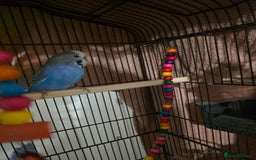 Budgerigars birds for sale: Two budgies for sale with equipment etc  - Image 4