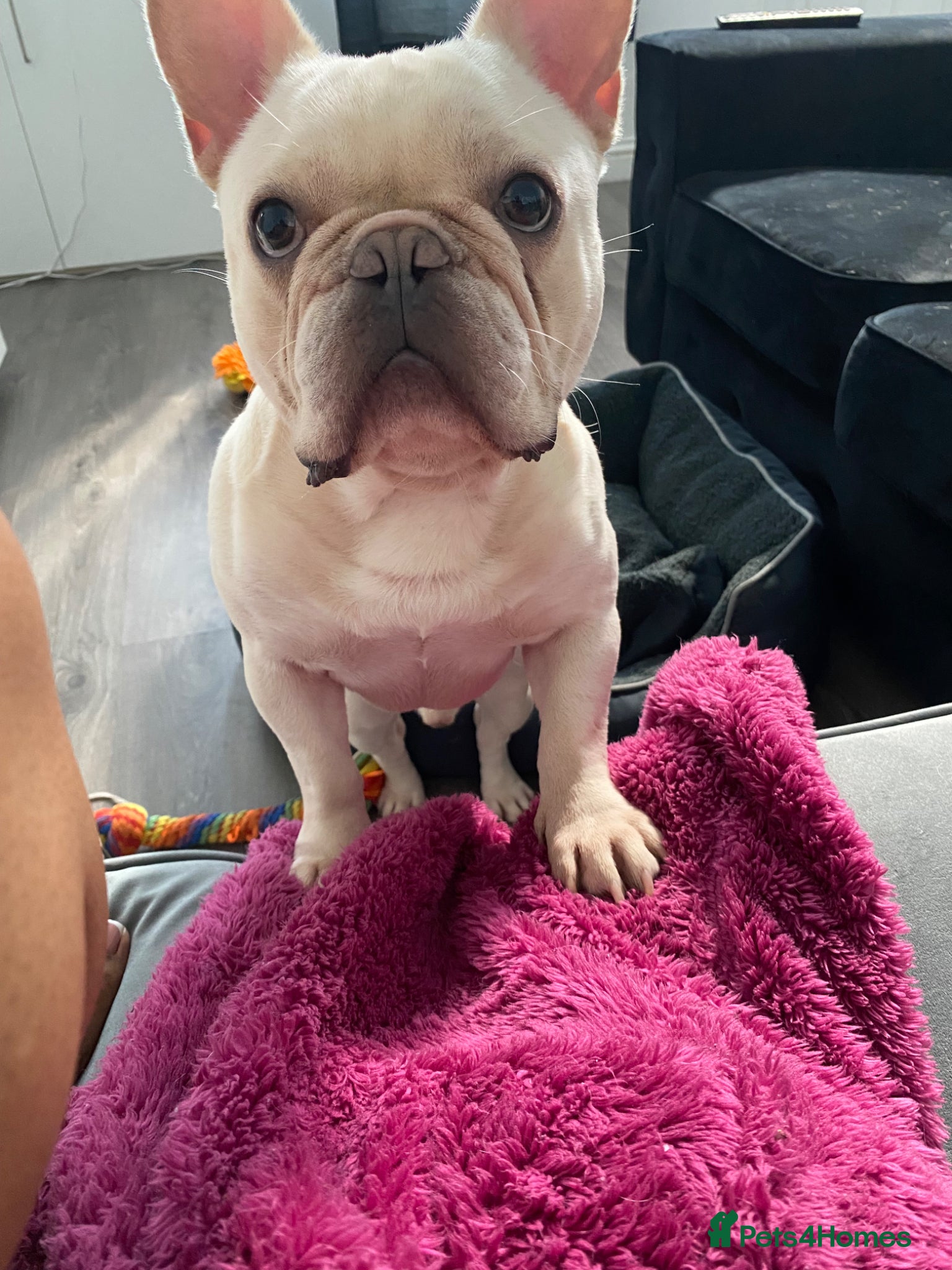 French Bulldog dogs Male French Bulldog For Rehoming - Advert 6