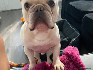 French Bulldog dogs Male French Bulldog For Rehoming - Advert 6