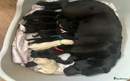Labrador Retriever dogs for sale: 9 Beautiful Labrador Puppies For Sale  - Image 35