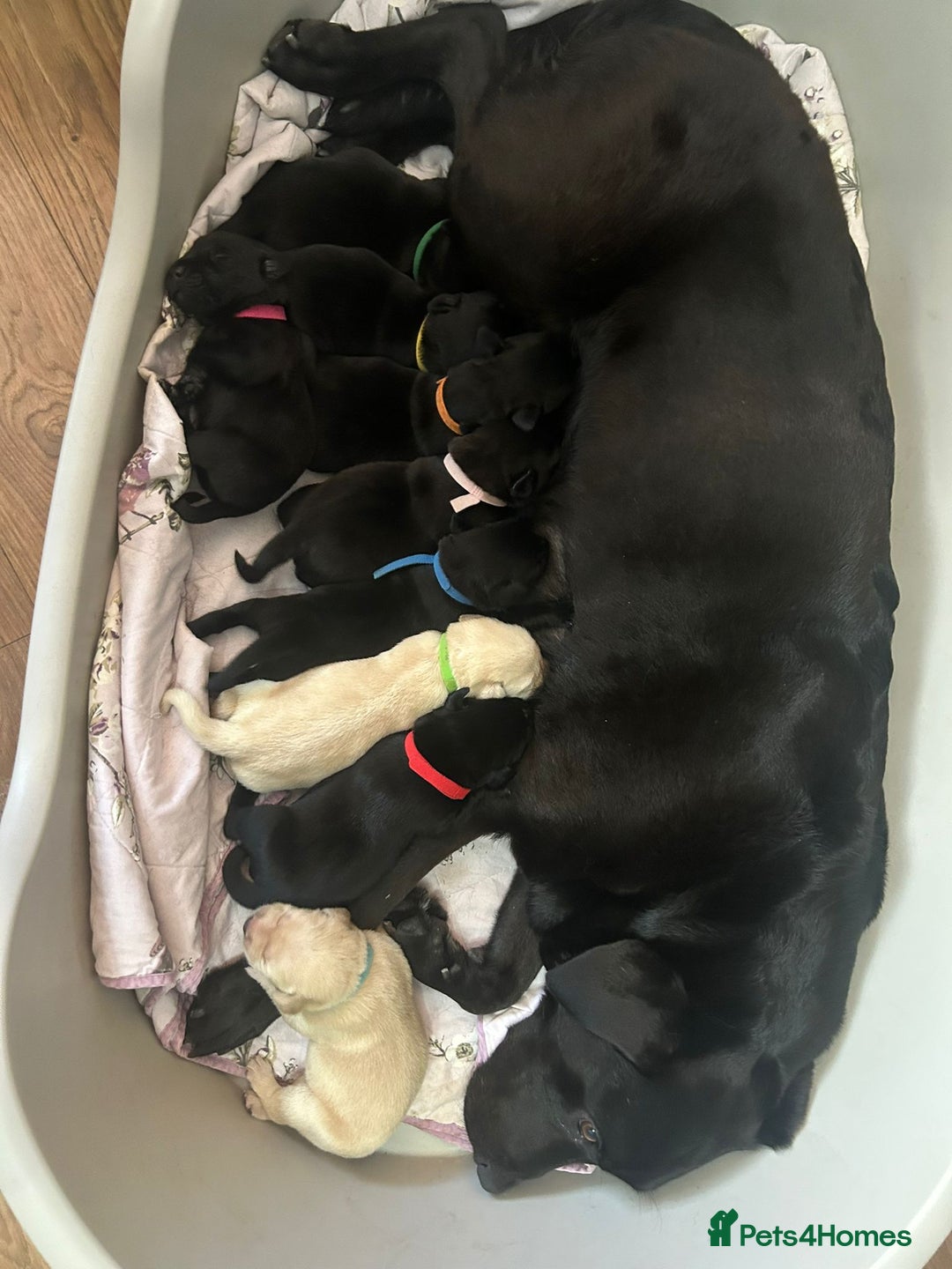 Labrador Retriever dogs for sale: 9 Beautiful Labrador Puppies For Sale  - Image 35