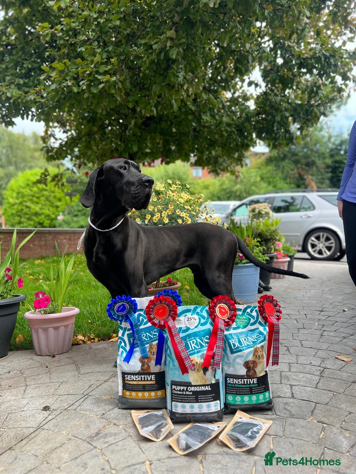 Great Dane dogs RKC Black Great Dane stud - Advert 1