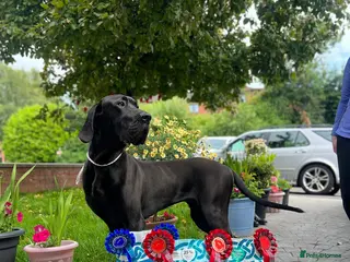 Great Dane dogs RKC Black Great Dane stud - Advert 4