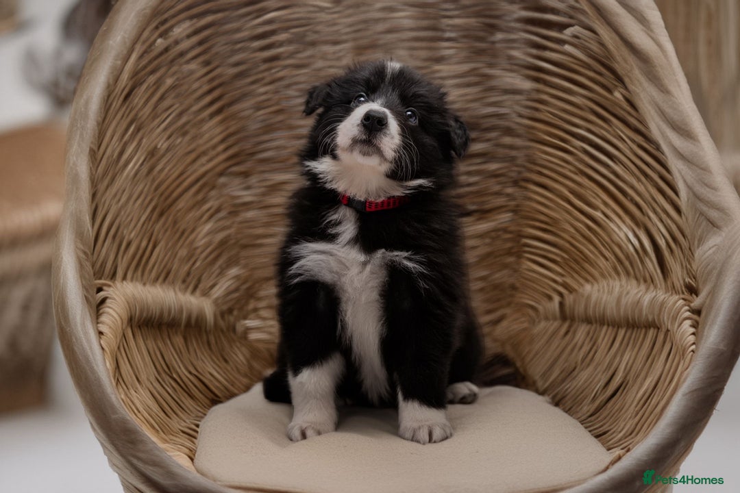 Border Collie dogs for sale: ❗️5⭐️ KC DNA tested champions LAST❗️border collie  - Advert 26