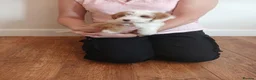 Cockapoo dogs for sale: Cockapoo puppies  - Advert 20