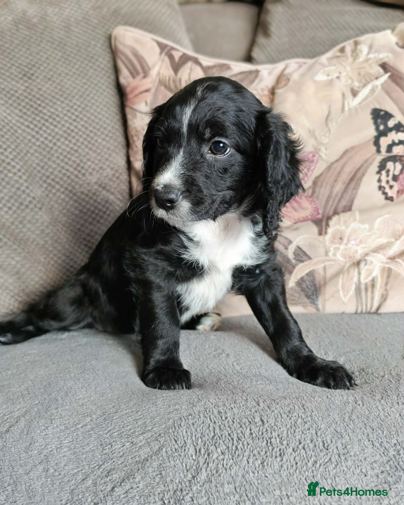 Mixed Breed dogs Beautiful Cockapoo Puppies - Advert 2