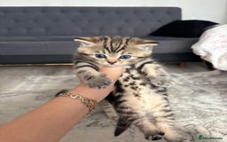 Scottish Fold cats for sale: Scottish straight kittens for sale  - Image 5