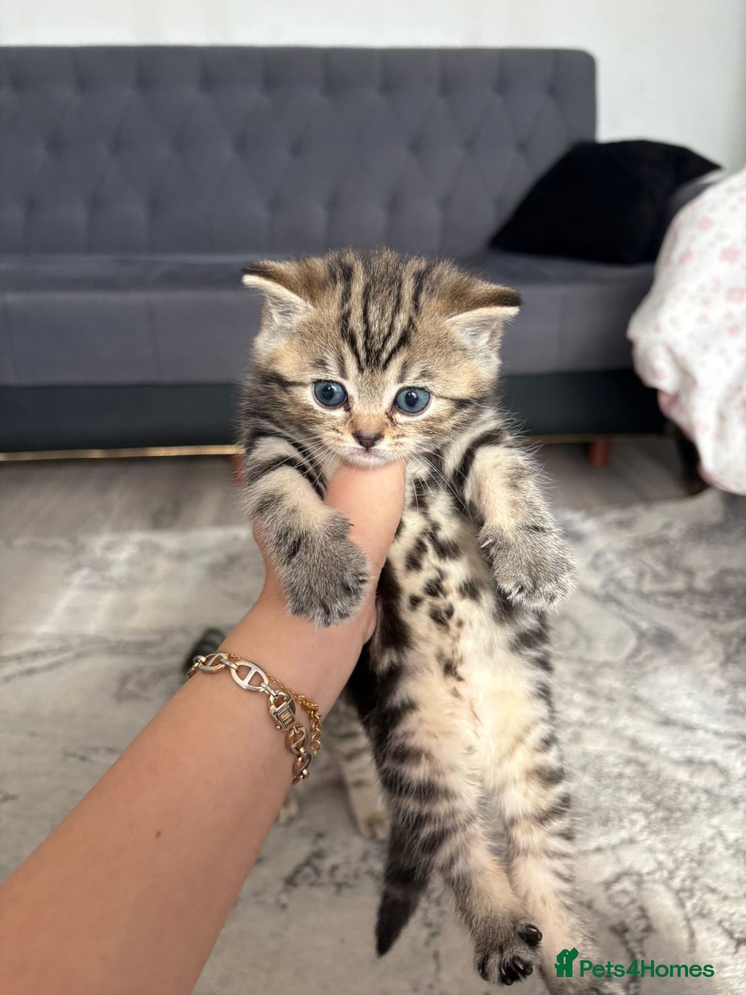 Scottish Fold cats for sale: Scottish straight kittens for sale  - Image 5