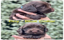 Sprocker dogs for sale: Exceptionally Bred F1 Sprockers from FTCH lines - Image 3
