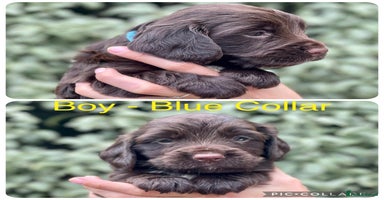 Sprocker dogs - Advert 14