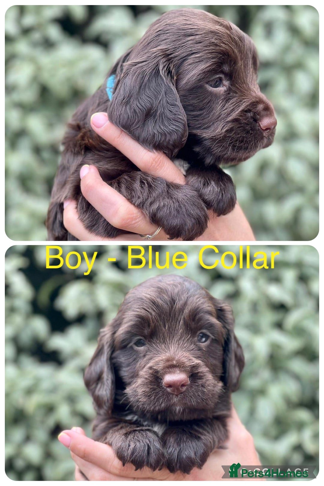 Sprocker dogs for sale: Exceptionally Bred F1 Sprockers from FTCH lines - Image 3