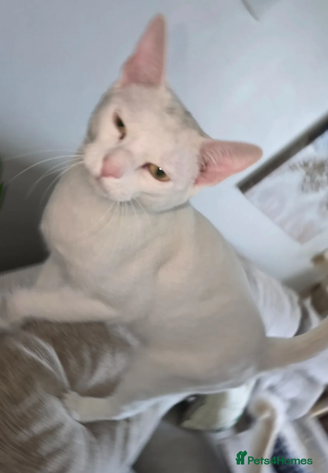 Siamese cats for sale: Siamese/Russian Blue very sweet littl girl in Newtownabbey - Advert 9