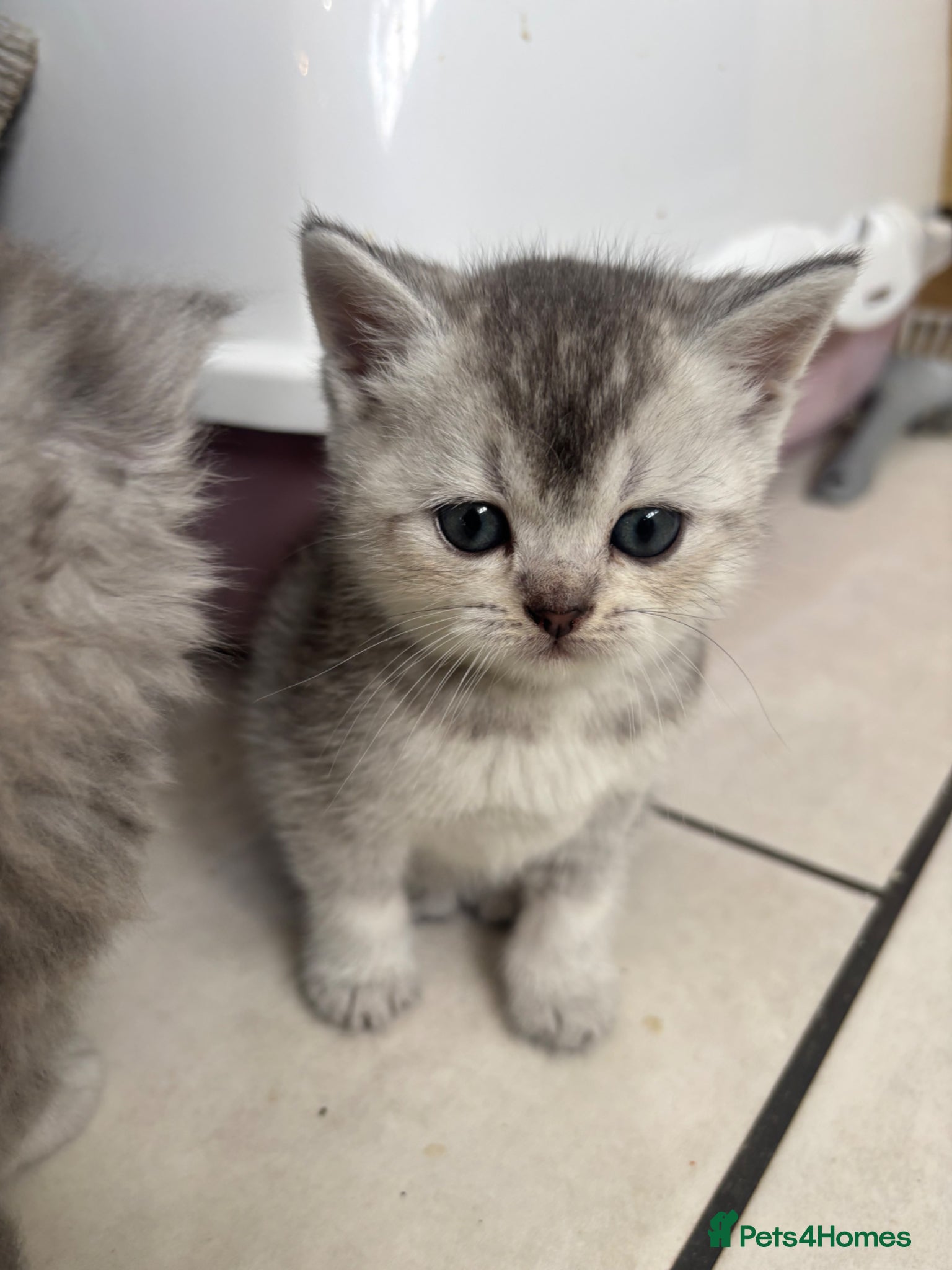 British Shorthair cats for sale: Beautiful family of stunning BSH and Blue - Advert 4