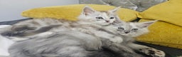 Maine Coon cats for sale:  TICA Maine coon kittens ready to leave - Advert 2