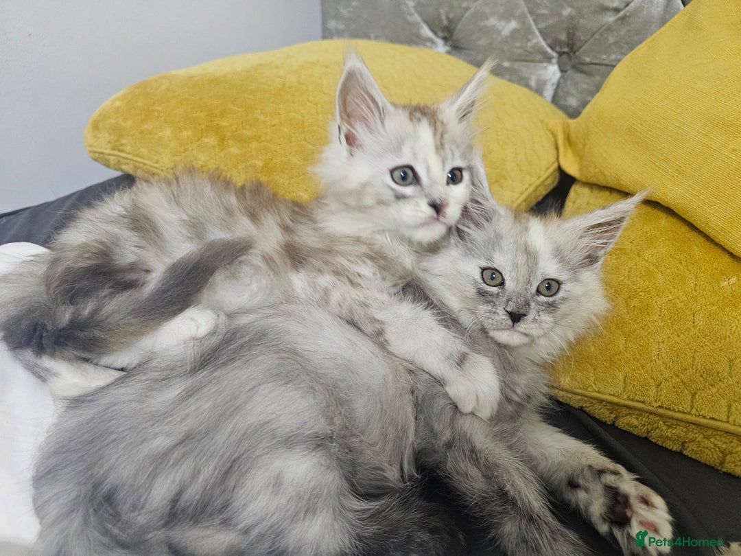 Maine Coon cats for sale:  TICA Maine coon kittens ready to leave - Advert 2
