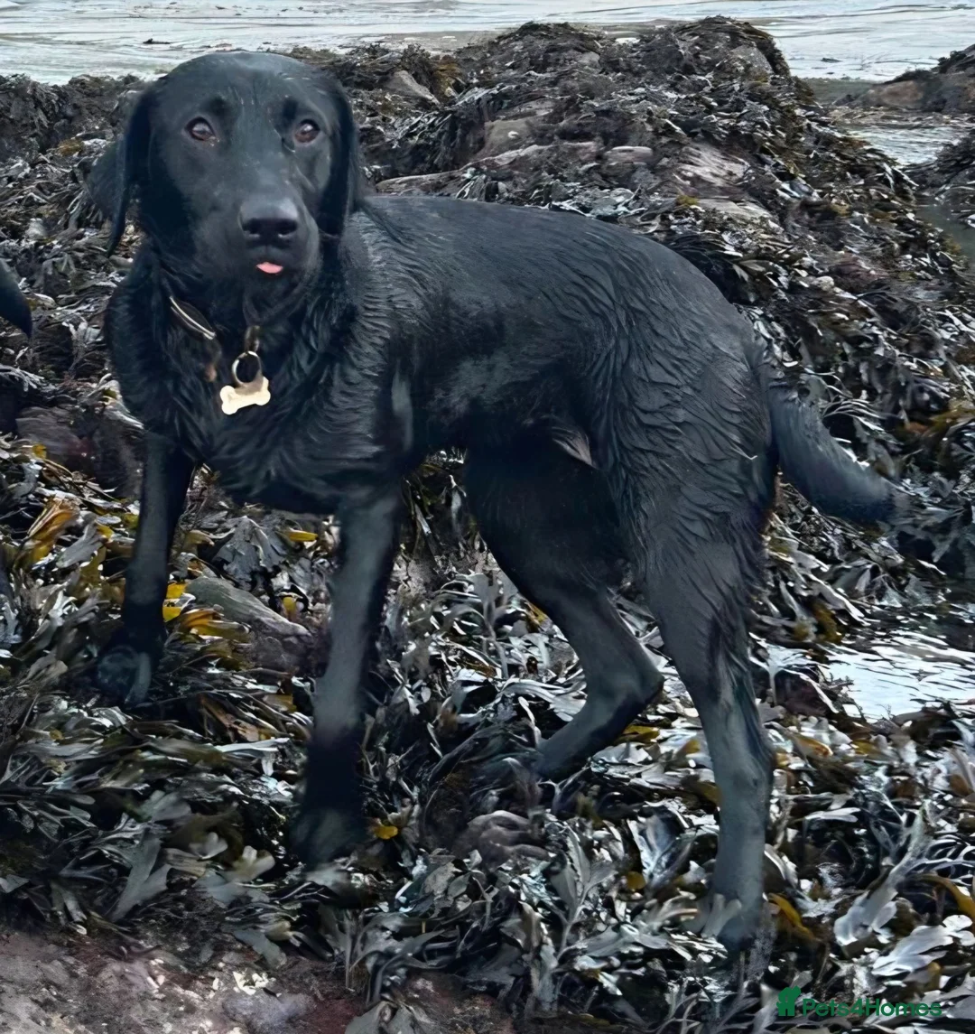 Labrador Retriever dogs for sale: Red fox and black lab retriever puppies. - Advert 1
