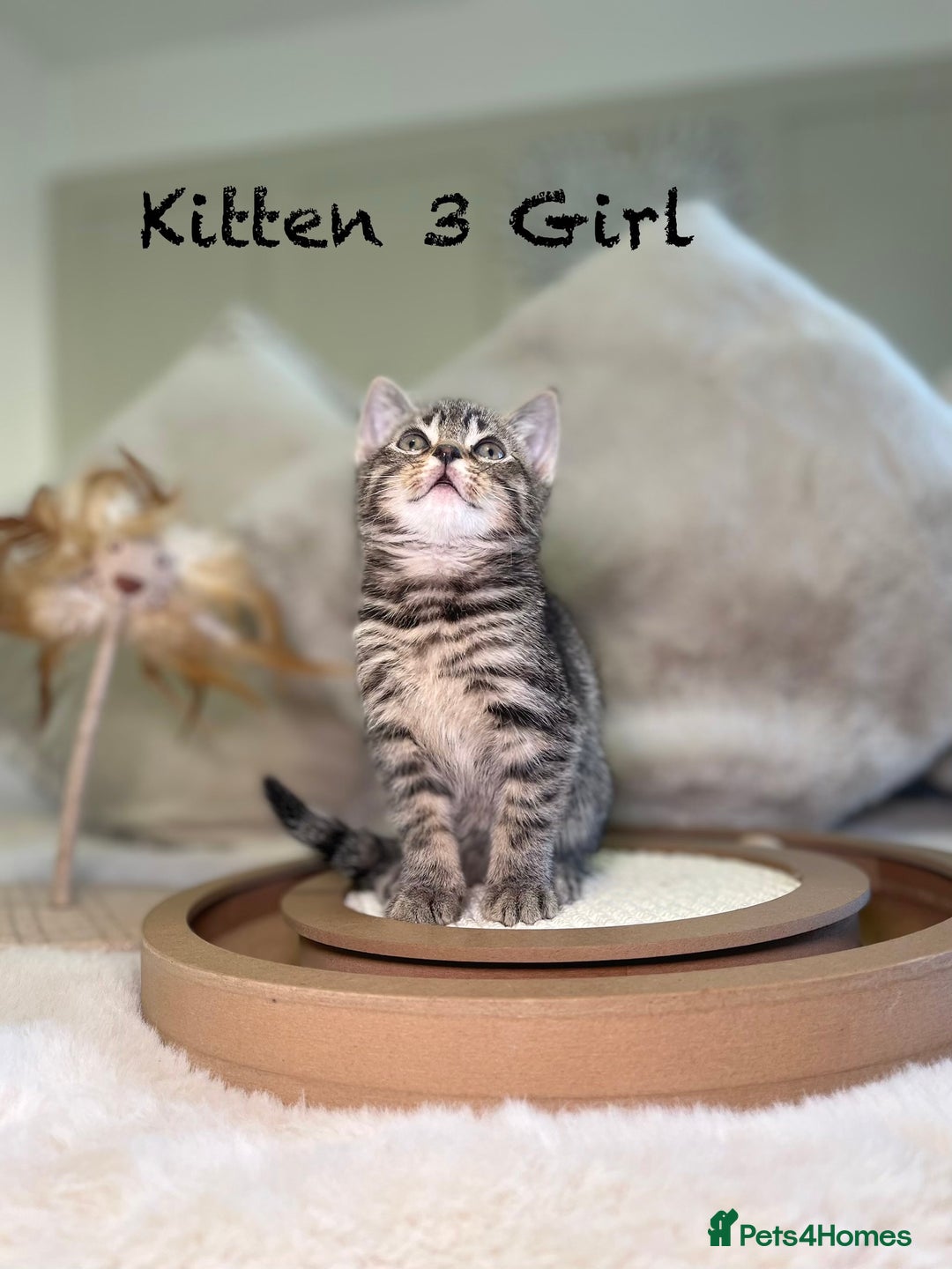 Mixed Breed cats for sale: Stunning kittens 8 weeks old ready now  - Advert 11