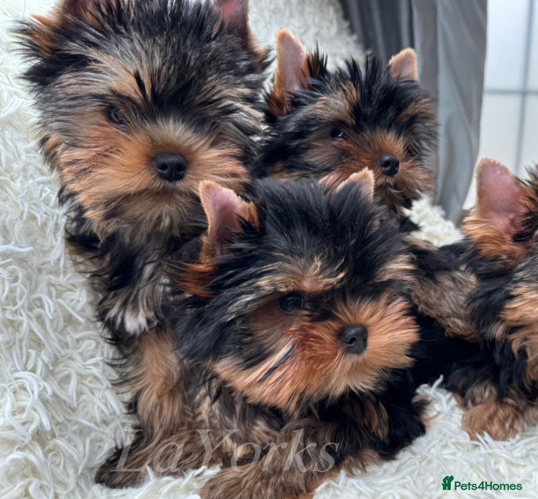 Yorkshire Terrier dogs for sale: Last two puppies ready to go💗🐾 - Advert 6