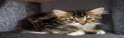 Mixed Breed cats for sale: Fluffy Kittens for sale - Advert 28