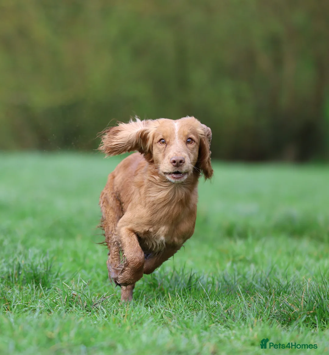 Cocker Spaniel dogs for stud: Golden cocker stud in Crediton - Advert 2