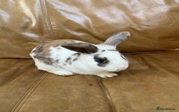 Mini Lop rabbits for sale: lop Bunny for sale  - Advert 2