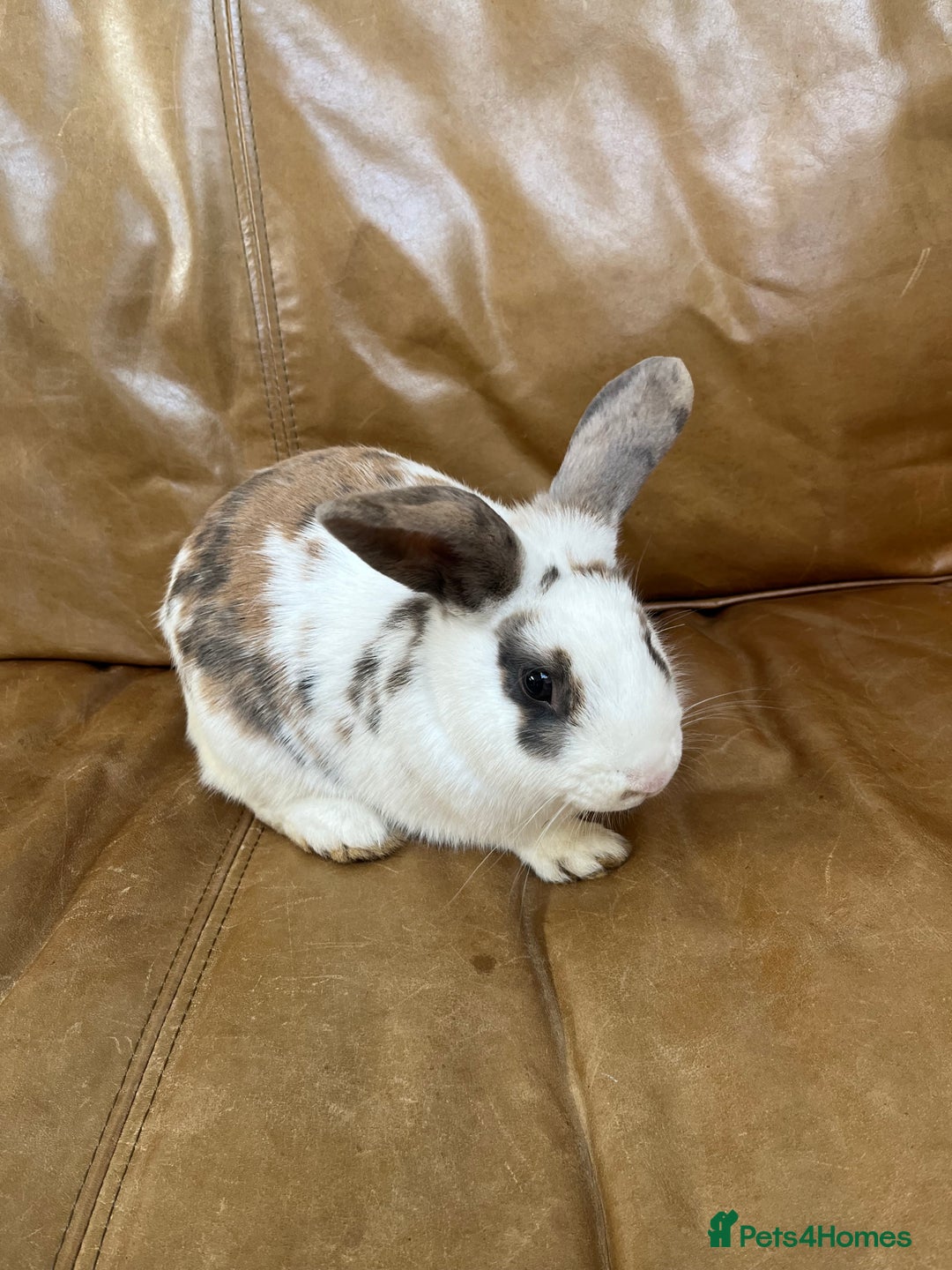 Mini Lop rabbits for sale: lop Bunny for sale  - Advert 2