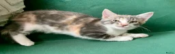 Mixed Breed cats for sale: Ragdoll mix mother - Advert 25