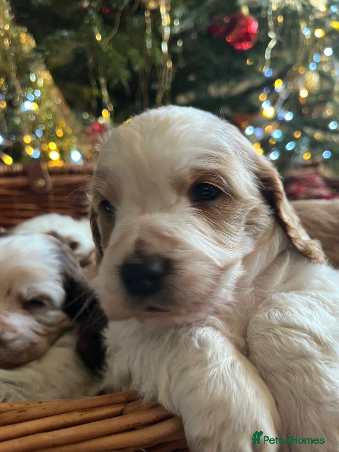 Cockapoo dogs for sale: Beautiful cockapoo puppies - Advert 7