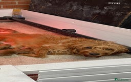 Labradoodle dogs for sale: F1b fox red labradoodle  - Image 7